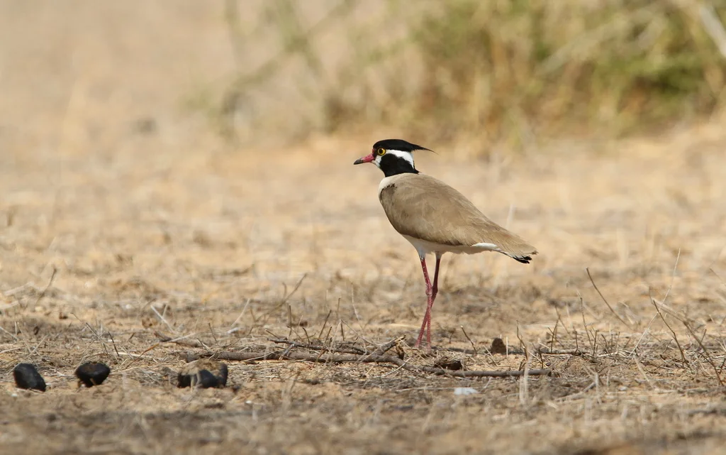 非洲麦鸡(Vanellus tectus)