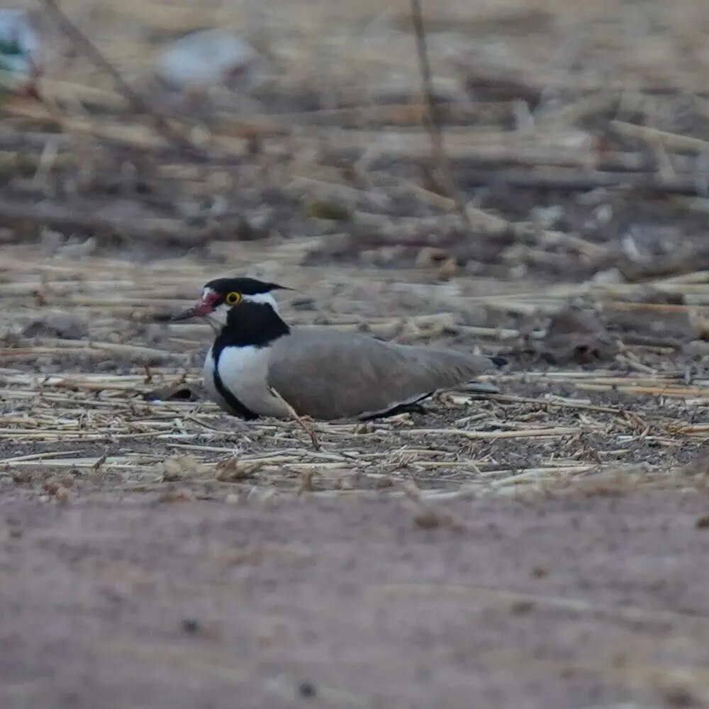 非洲麦鸡(Vanellus tectus)