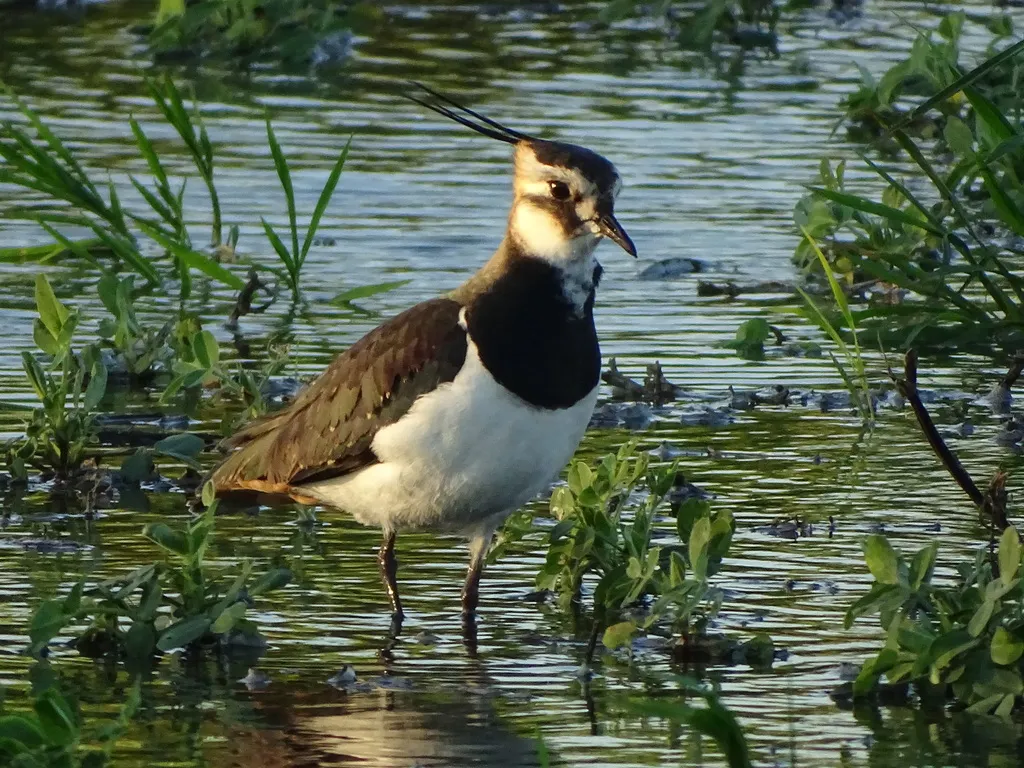 凤头麦鸡(Vanellus vanellus)