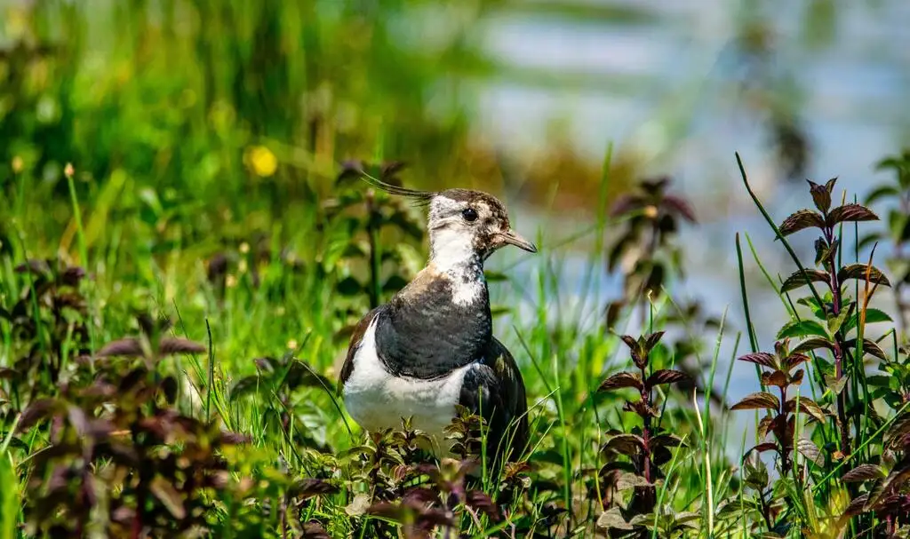 凤头麦鸡(Vanellus vanellus)