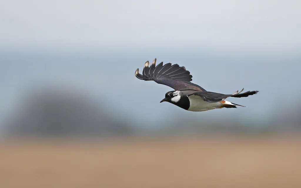 凤头麦鸡(Vanellus vanellus)