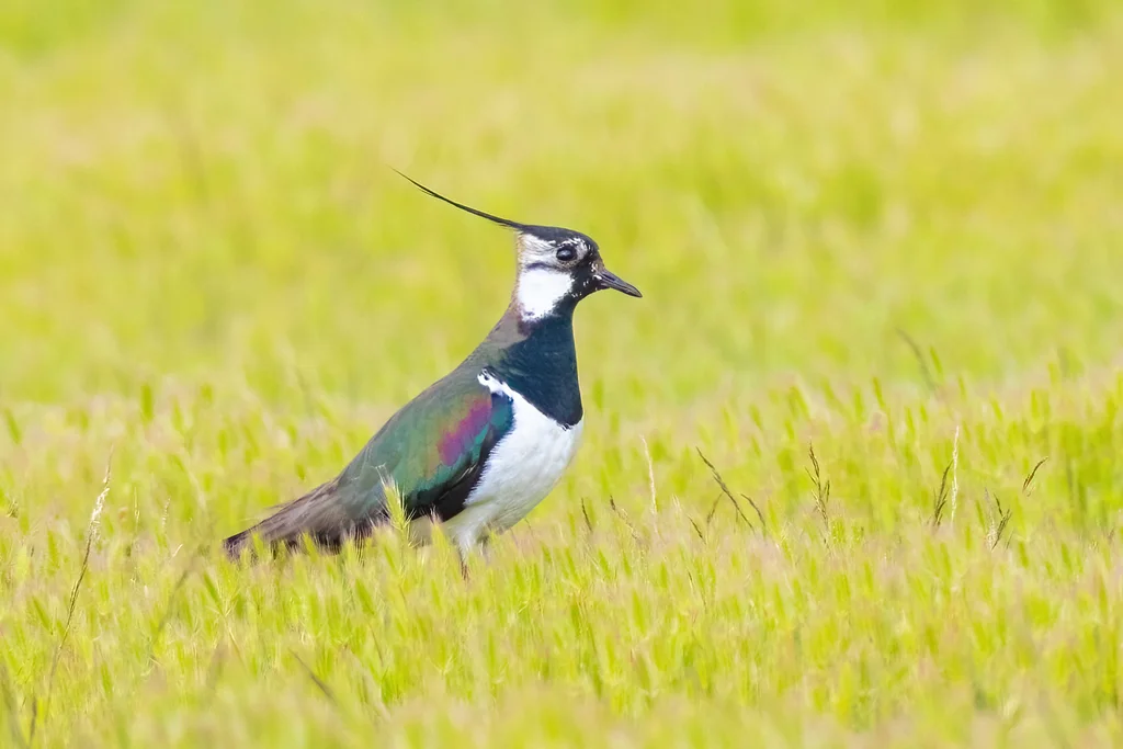凤头麦鸡(Vanellus vanellus)