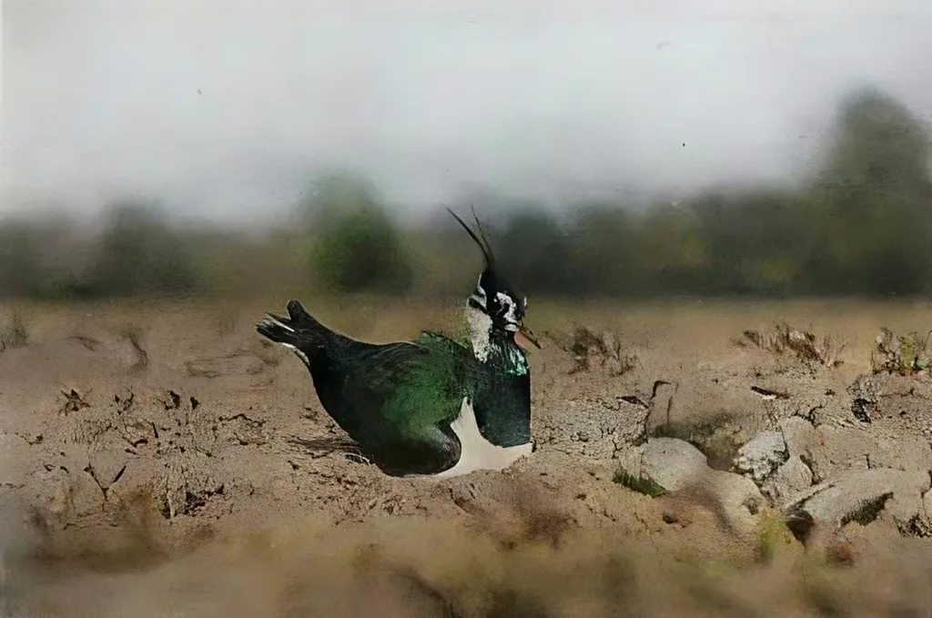 凤头麦鸡(Vanellus vanellus)