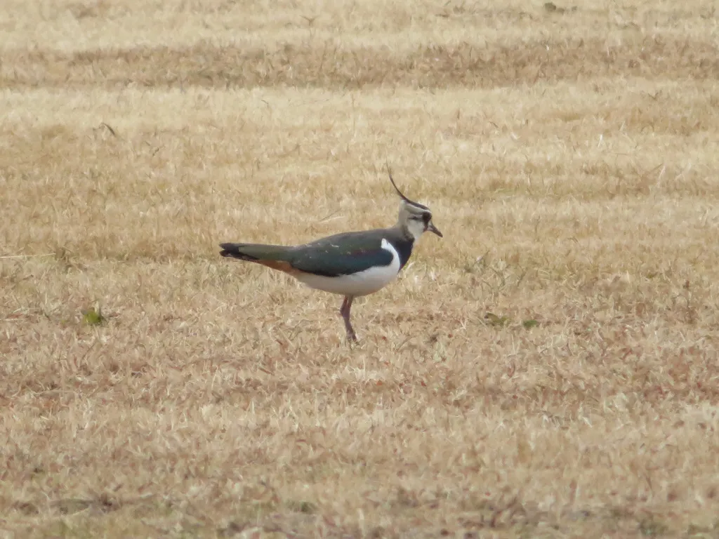 凤头麦鸡(Vanellus vanellus)