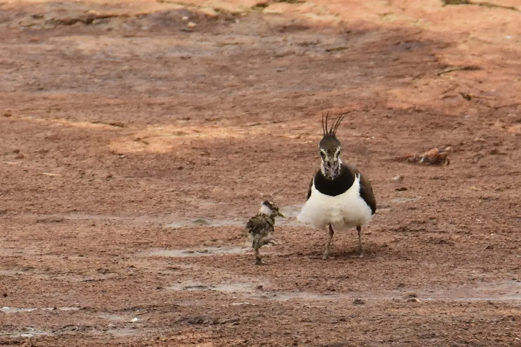 凤头麦鸡(Vanellus vanellus)