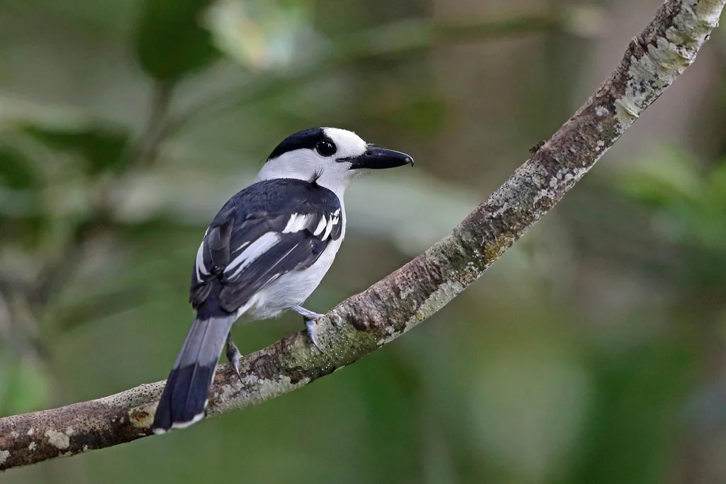 钩嘴鵙(Vanga curvirostris)