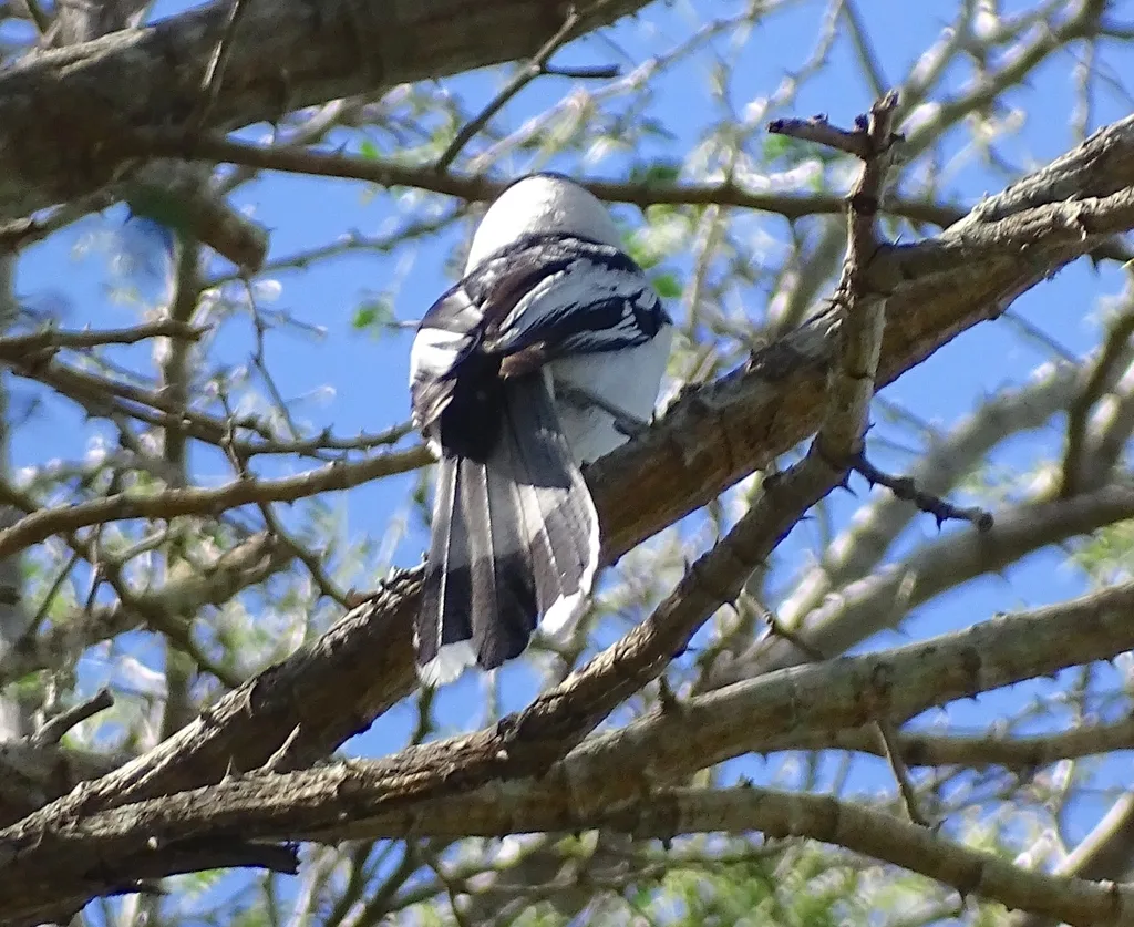 钩嘴鵙(Vanga curvirostris)