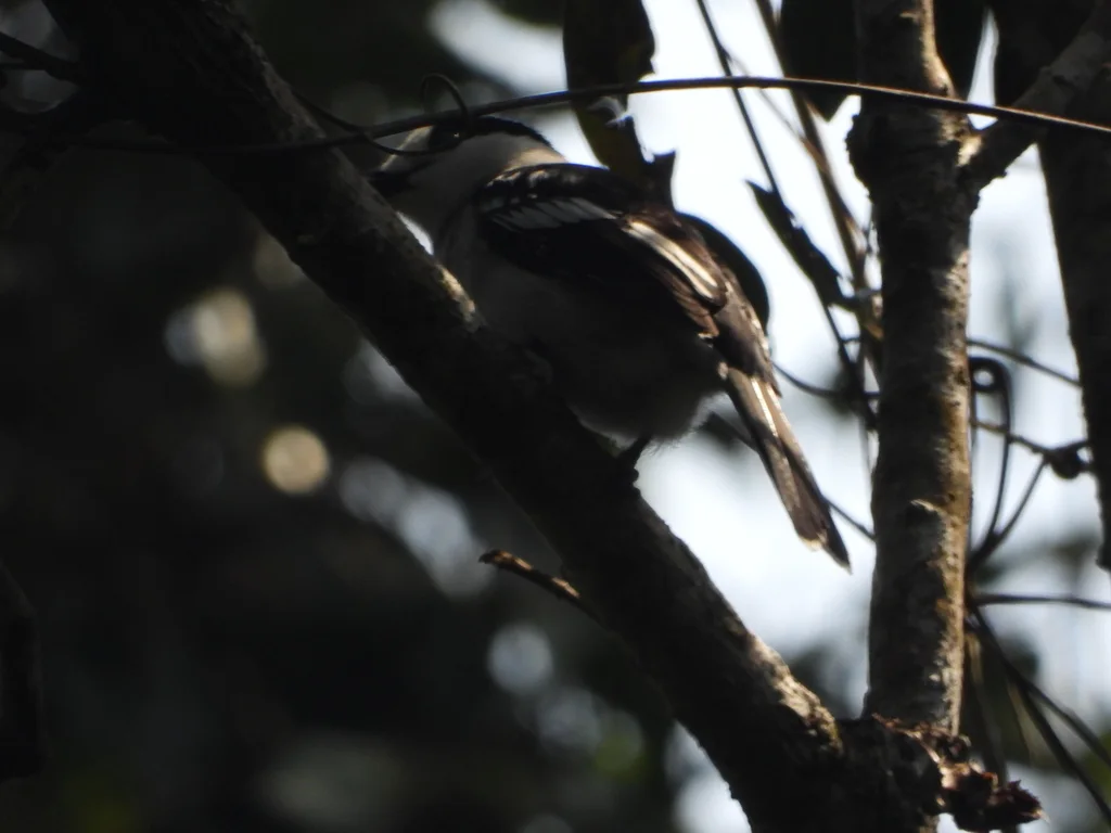 钩嘴鵙(Vanga curvirostris)