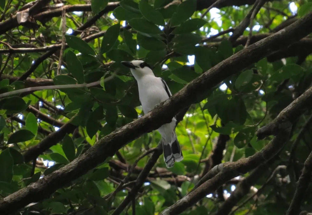 钩嘴鵙(Vanga curvirostris)
