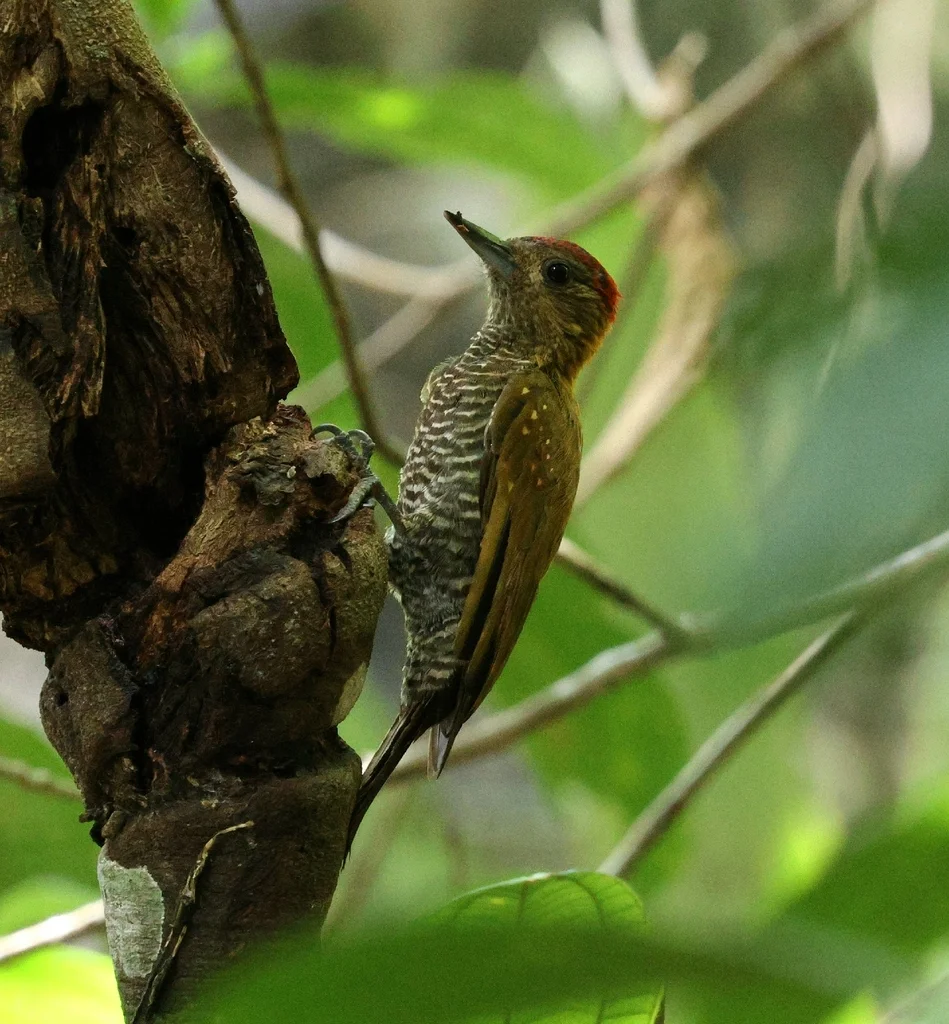 红晕啄木鸟(Veniliornis affinis)