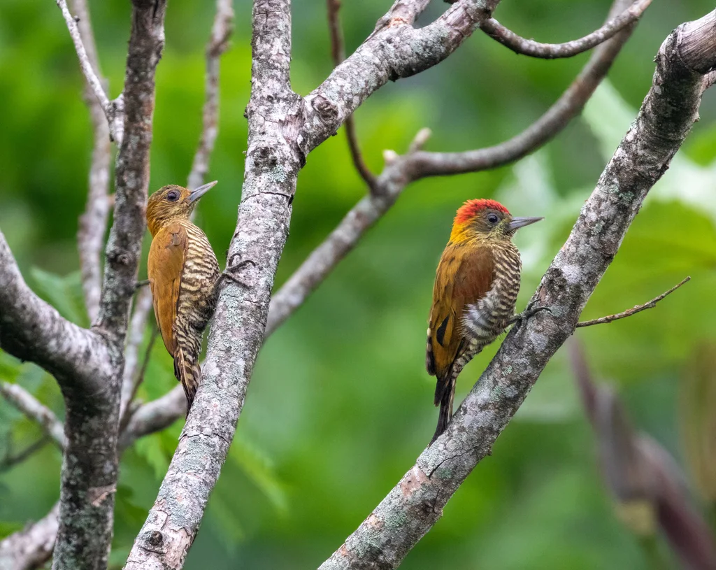 红晕啄木鸟(Veniliornis affinis)