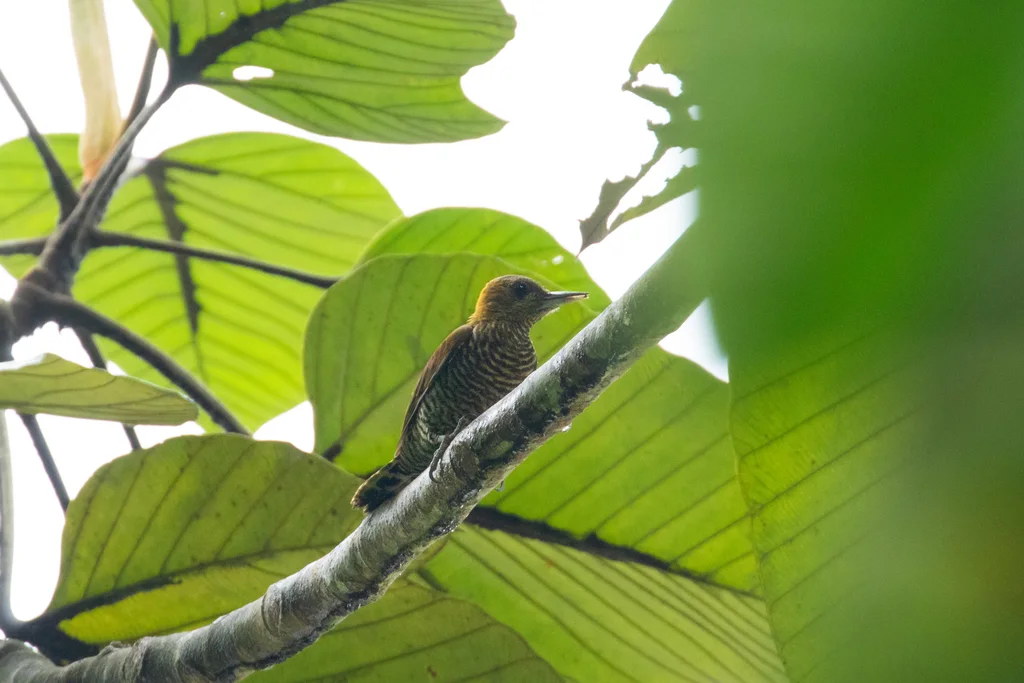 红晕啄木鸟(Veniliornis affinis)