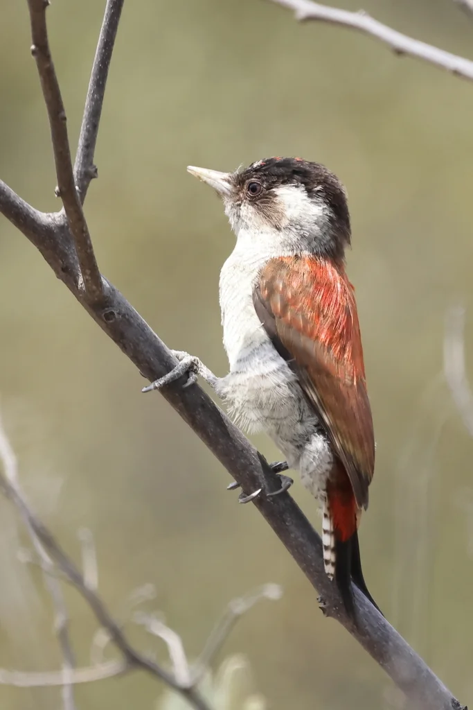 朱背啄木鸟(Veniliornis callonotus)