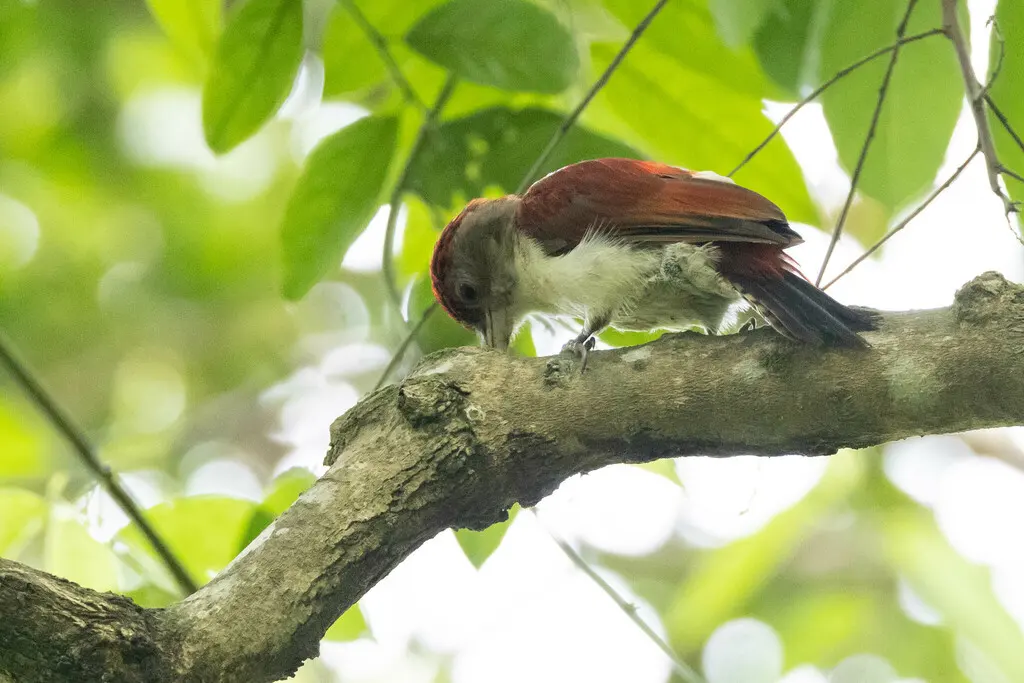 朱背啄木鸟(Veniliornis callonotus)