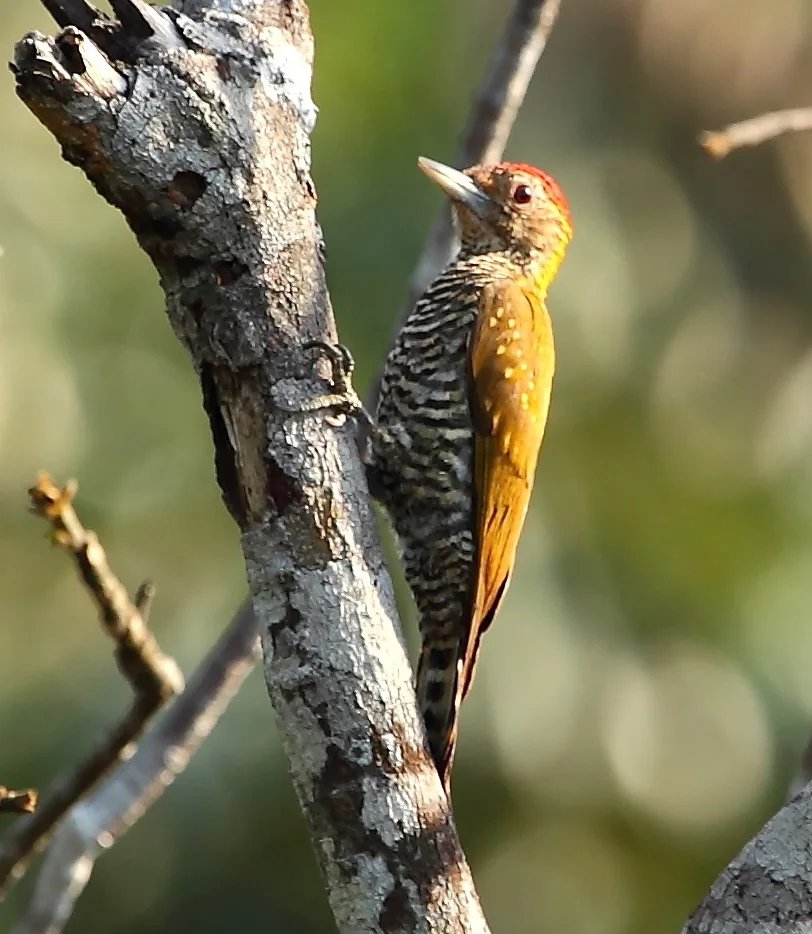 金领啄木鸟(Veniliornis cassini)
