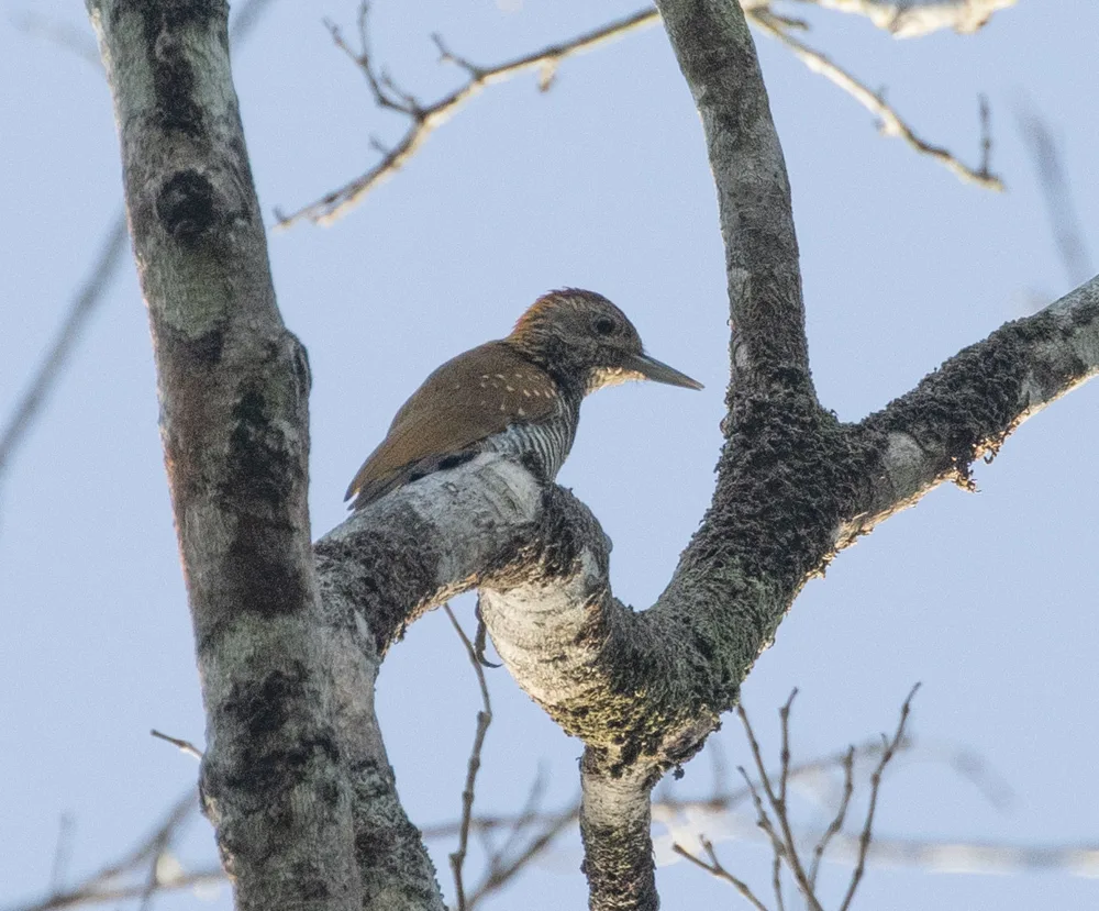 金领啄木鸟(Veniliornis cassini)