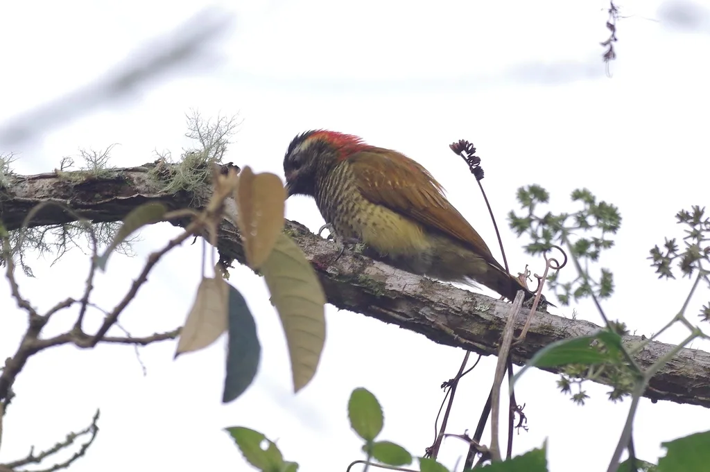 黄臀啄木鸟(Veniliornis dignus)