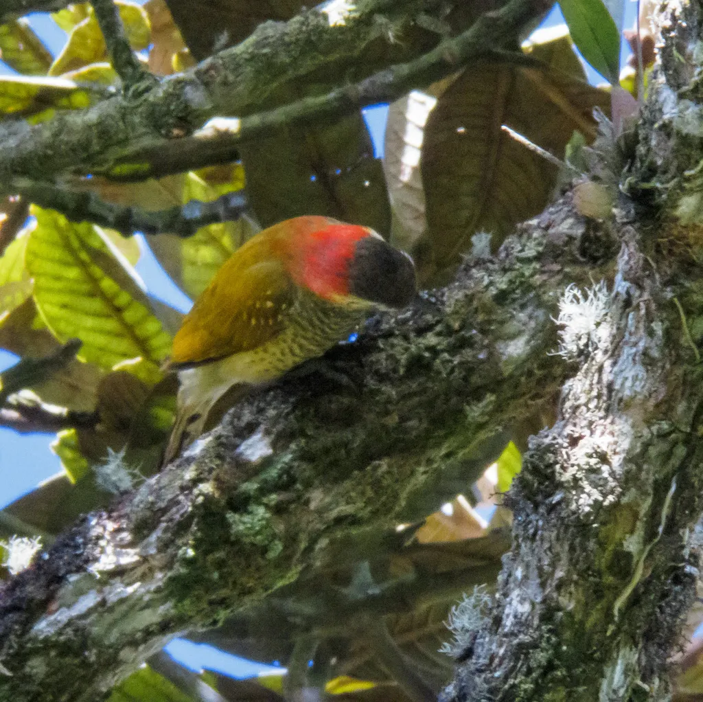 黄臀啄木鸟(Veniliornis dignus)