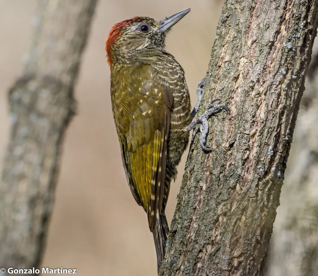 点额啄木鸟(Veniliornis frontalis)