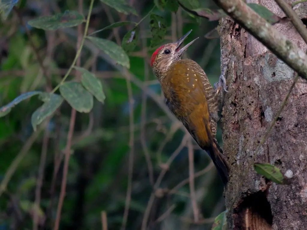 点额啄木鸟(Veniliornis frontalis)