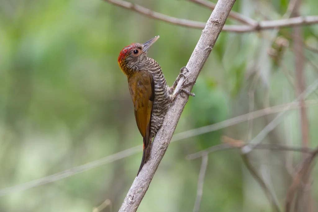 红腰啄木鸟(Veniliornis kirkii)