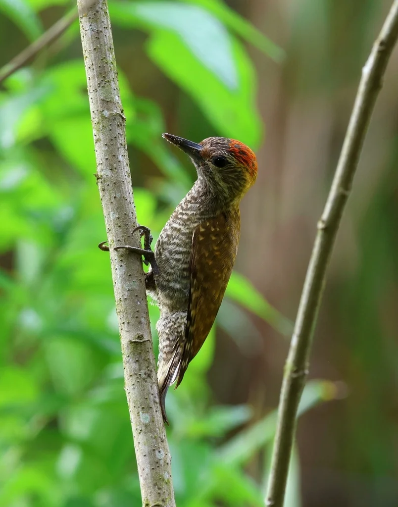 黄耳啄木鸟(Veniliornis maculifrons)