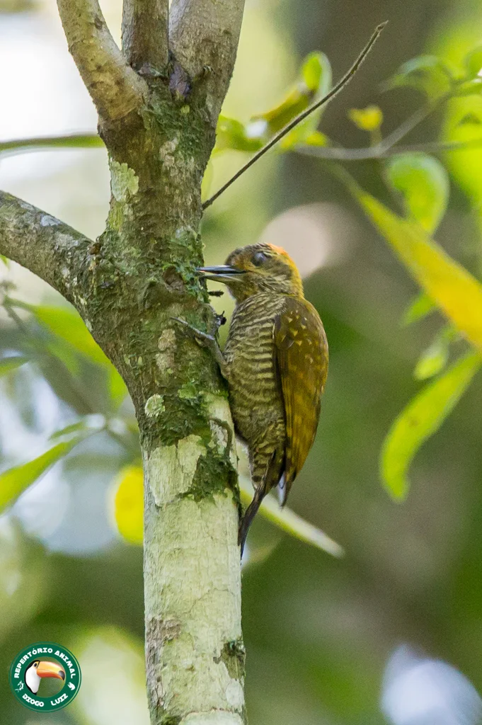 黄耳啄木鸟(Veniliornis maculifrons)