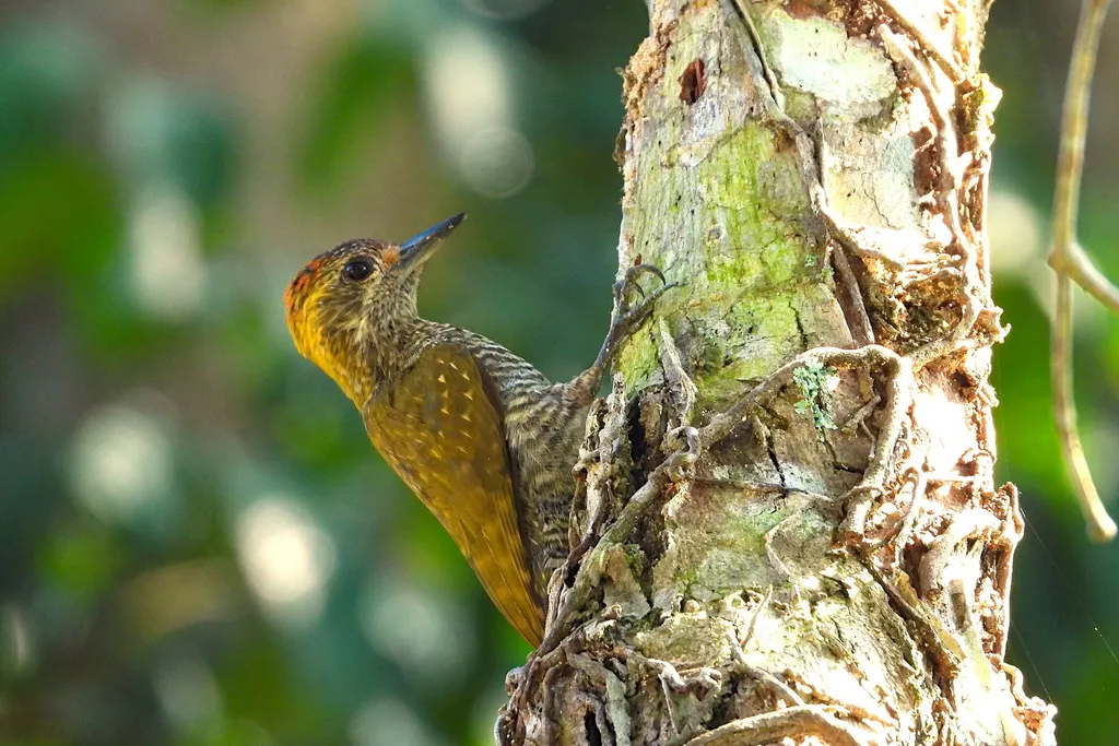 黄耳啄木鸟(Veniliornis maculifrons)