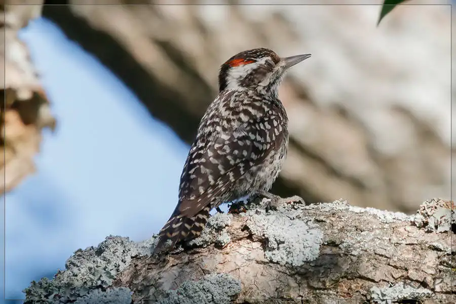格斑啄木鸟(Veniliornis mixtus)