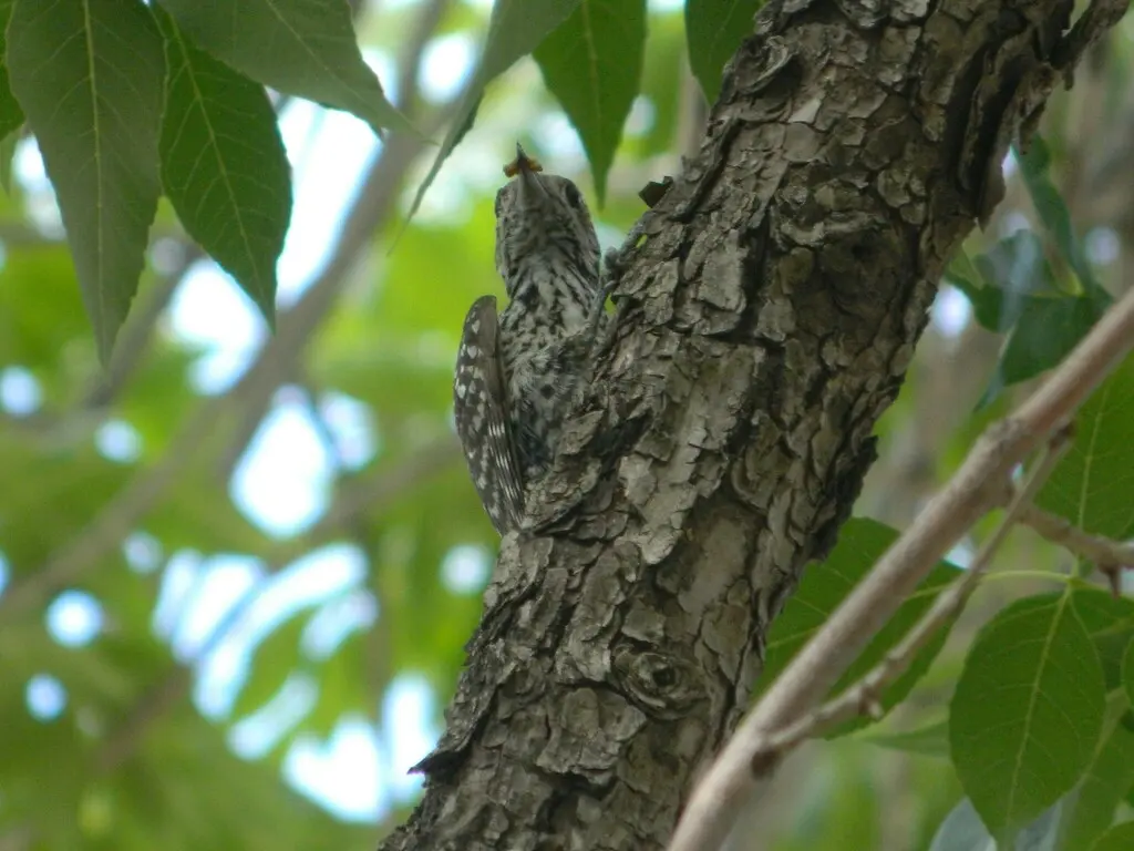 格斑啄木鸟(Veniliornis mixtus)