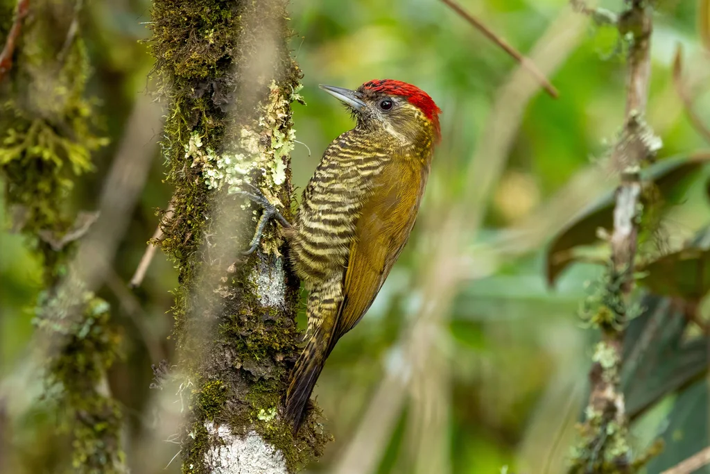 斑腹啄木鸟(Veniliornis nigriceps)