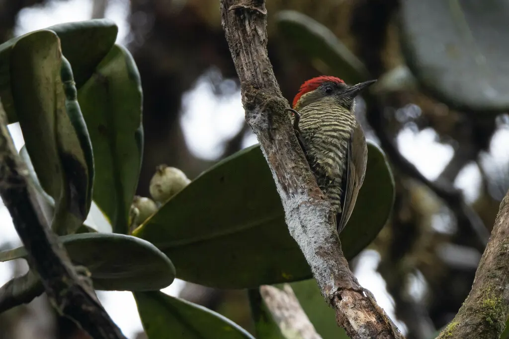 斑腹啄木鸟(Veniliornis nigriceps)