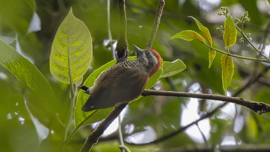 斑腹啄木鸟(Veniliornis nigriceps)