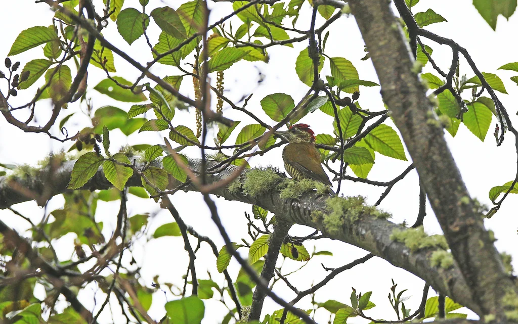 斑腹啄木鸟(Veniliornis nigriceps)