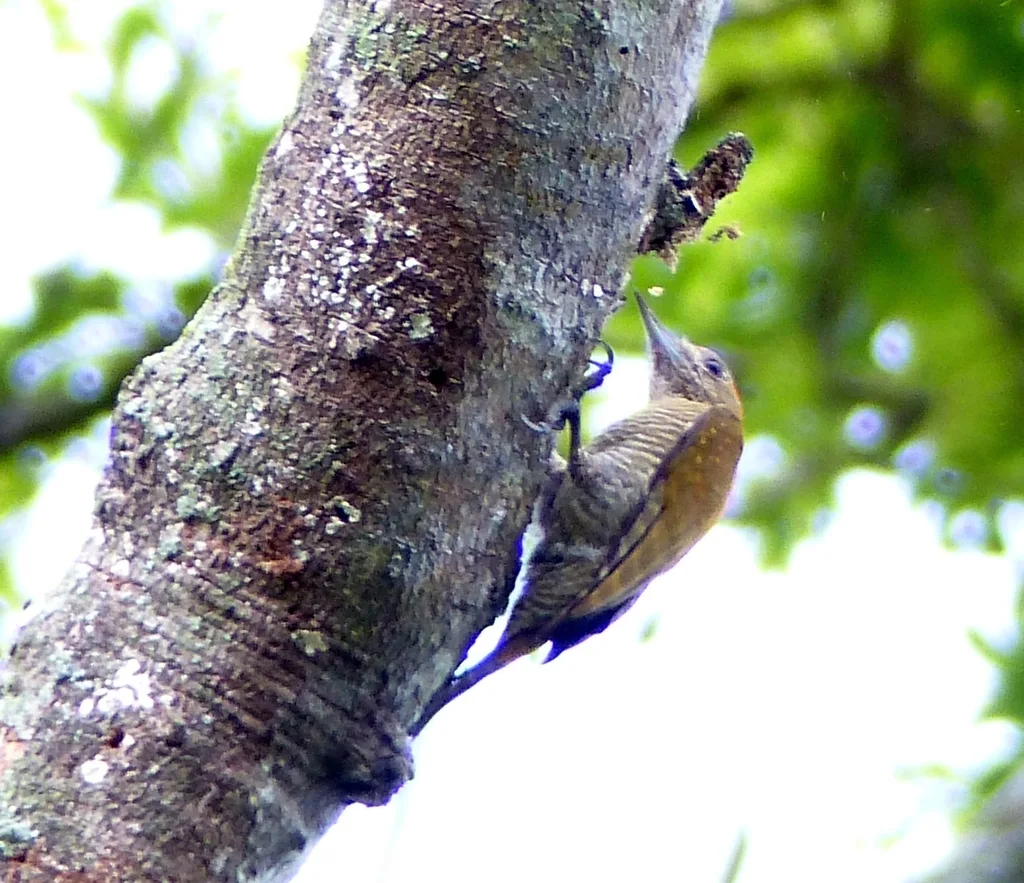 小啄木鸟(Veniliornis passerinus)