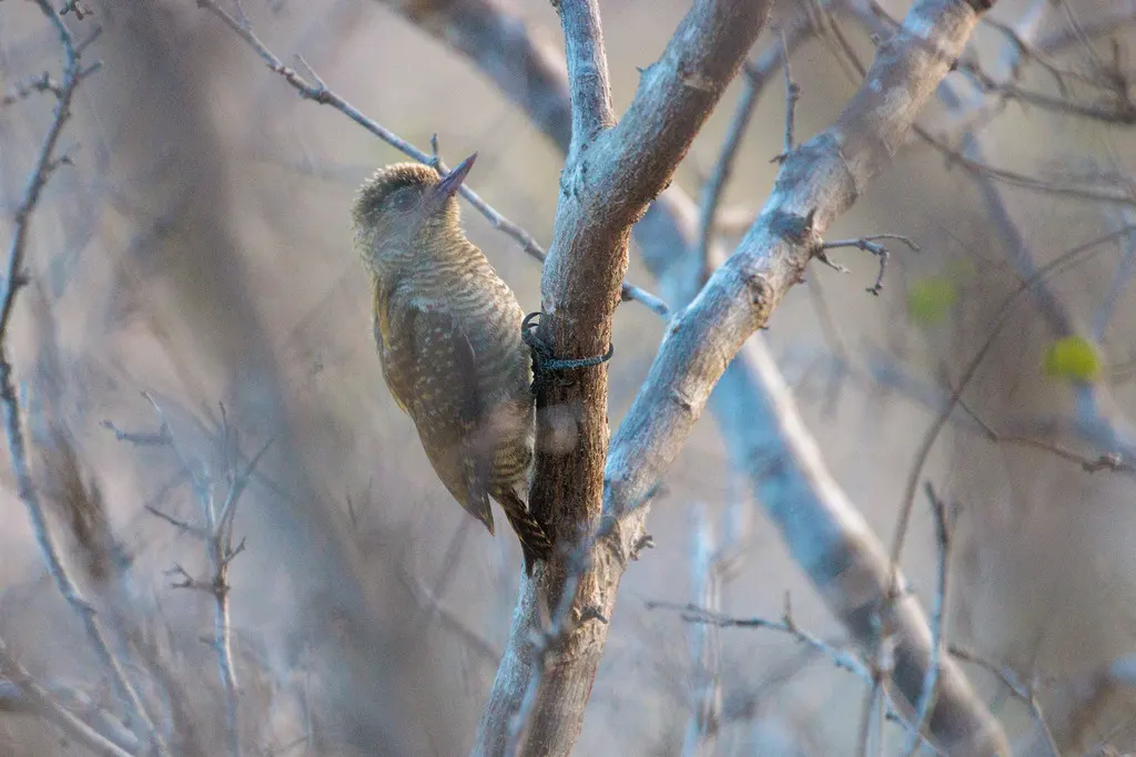 小啄木鸟(Veniliornis passerinus)