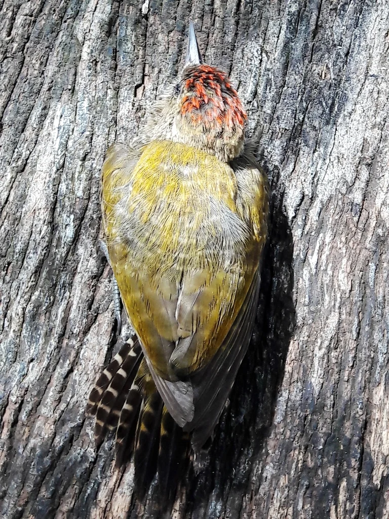 小啄木鸟(Veniliornis passerinus)