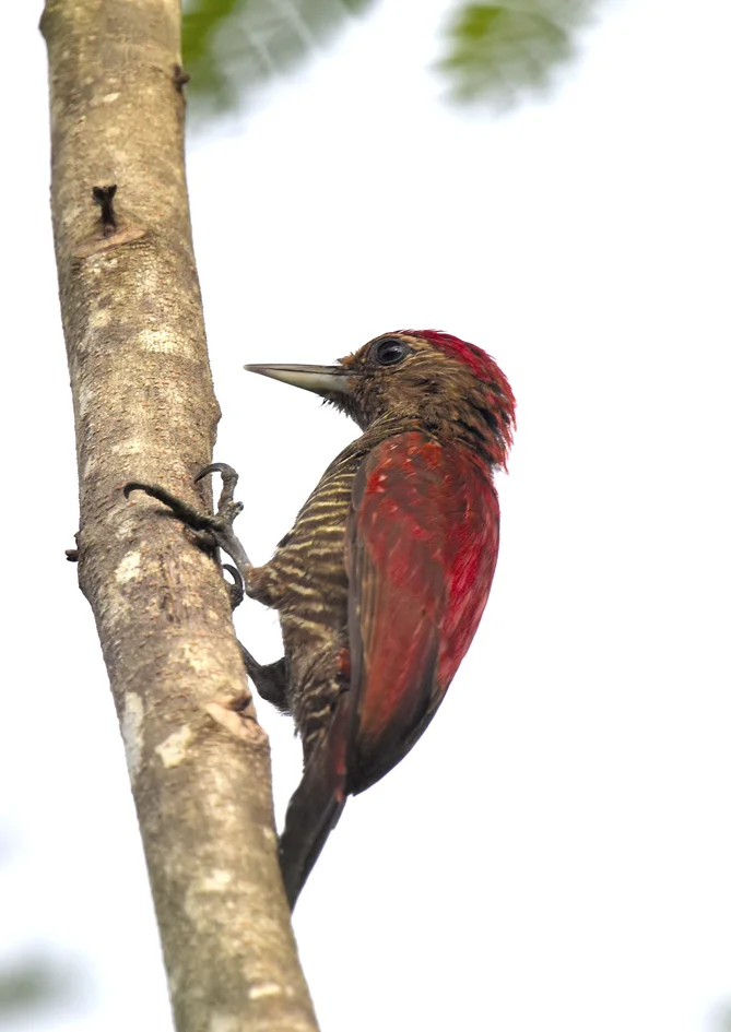 红啄木鸟（Veniliornis sanguineus）