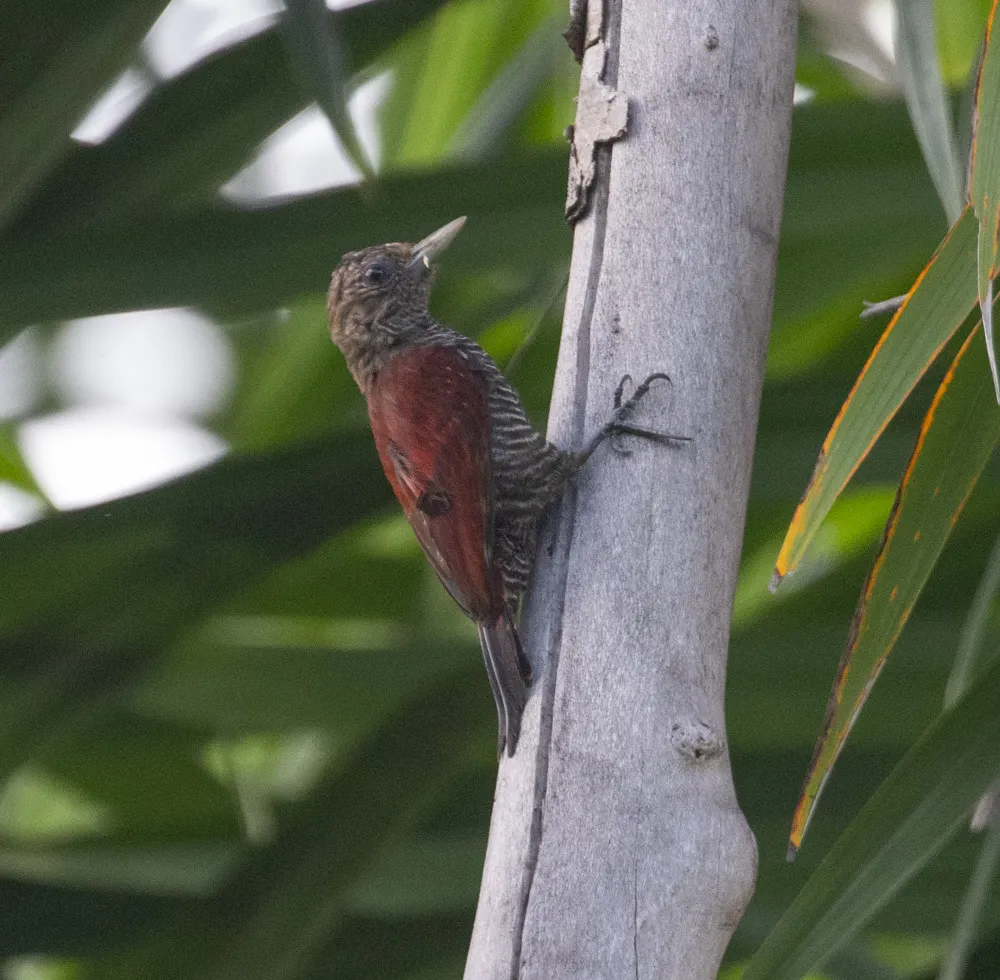 红啄木鸟（Veniliornis sanguineus）