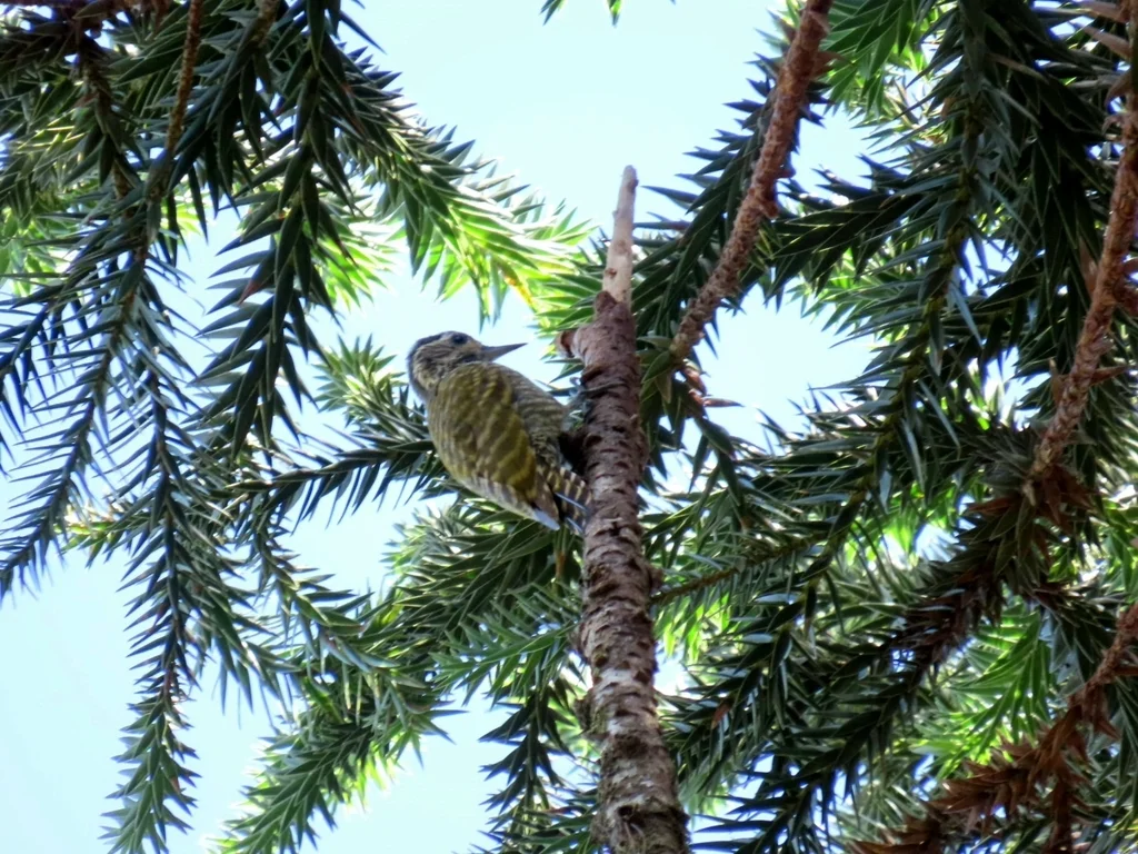 白斑啄木鸟(Veniliornis spilogaster)