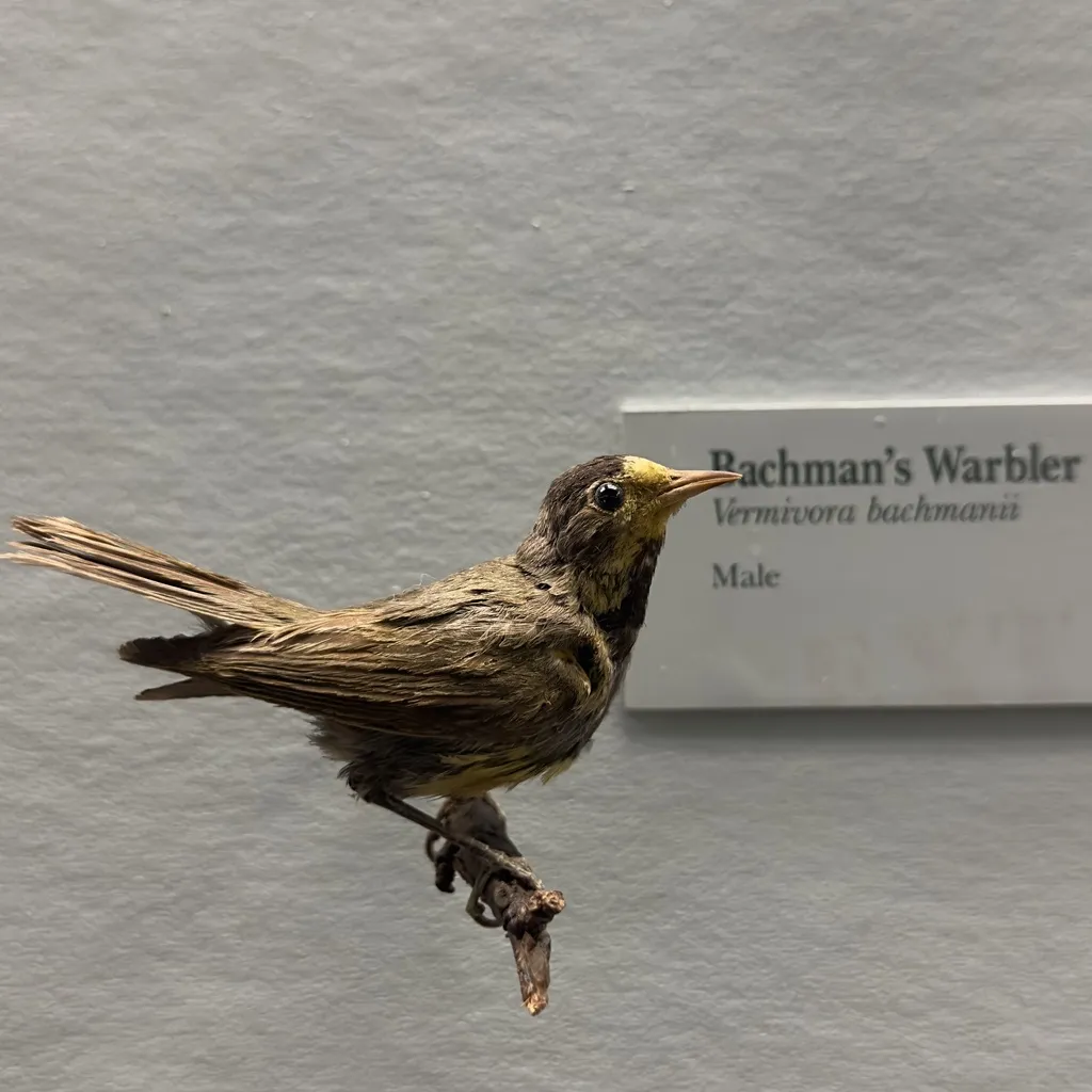 黑胸虫森莺(Vermivora bachmanii)