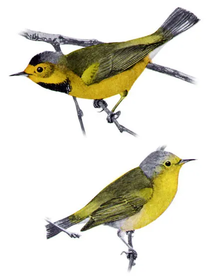 黑胸虫森莺(Vermivora bachmanii)