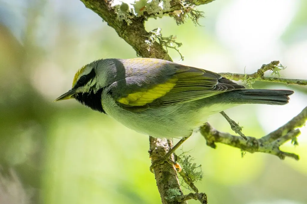金翅虫森莺(Vermivora chrysoptera)