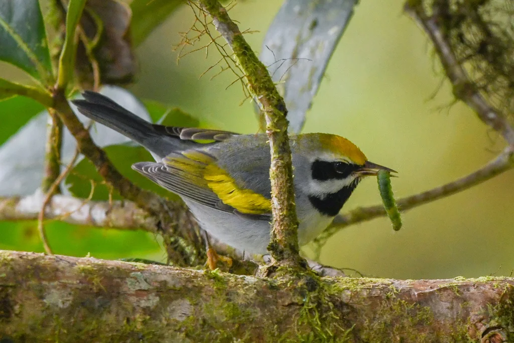 金翅虫森莺(Vermivora chrysoptera)