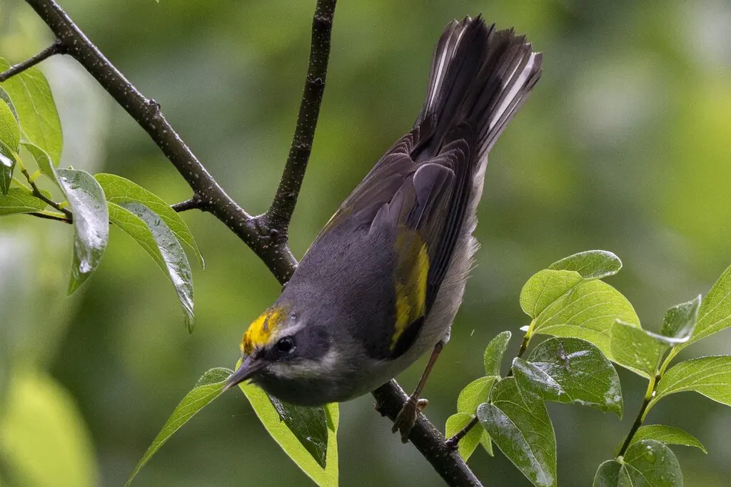 金翅虫森莺(Vermivora chrysoptera)
