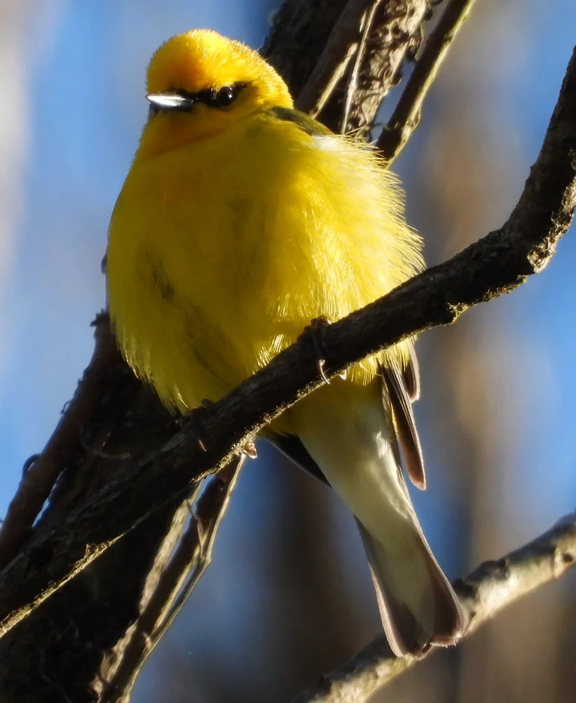 蓝翅虫森莺(Vermivora cyanoptera)