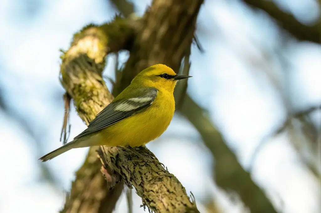 蓝翅虫森莺(Vermivora cyanoptera)