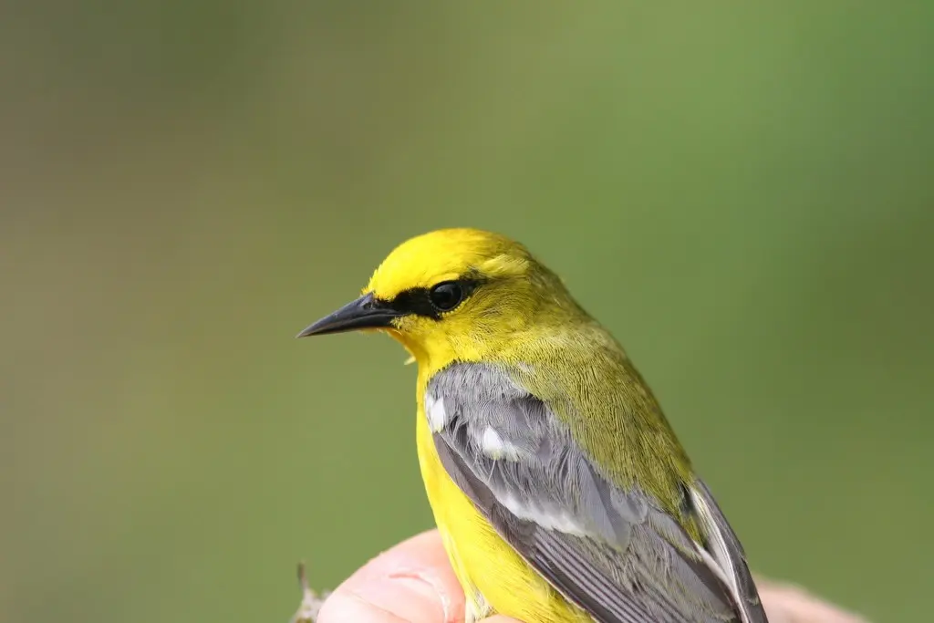 蓝翅虫森莺(Vermivora cyanoptera)