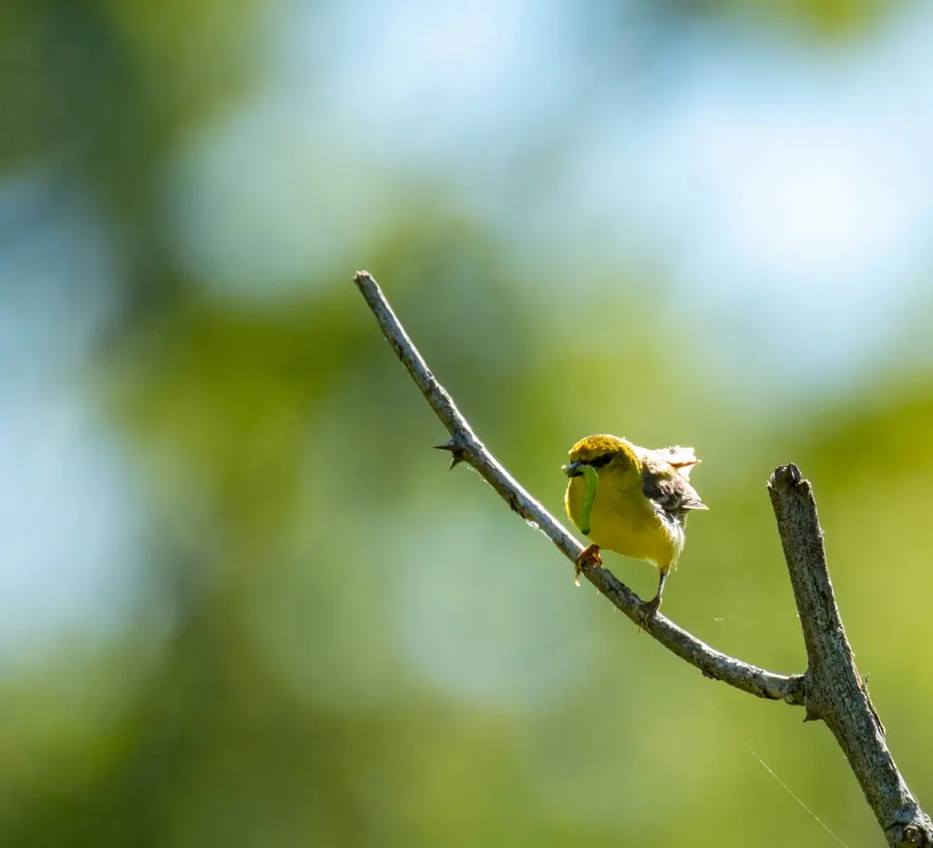 蓝翅虫森莺(Vermivora cyanoptera)