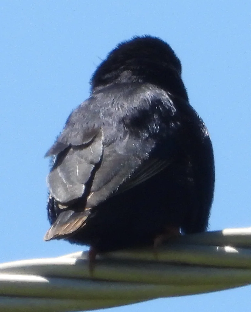靛蓝维达雀(Vidua chalybeata)